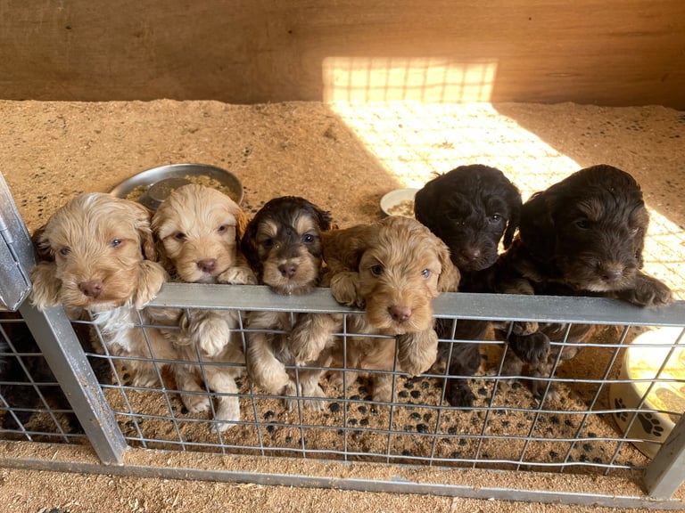 Cockapoo puppies 