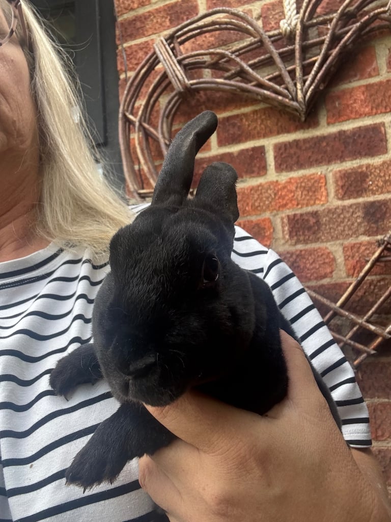 Rex rabbits 