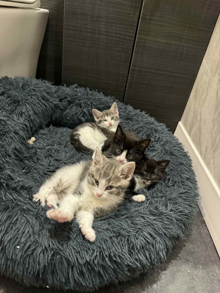 Kittens for sale 