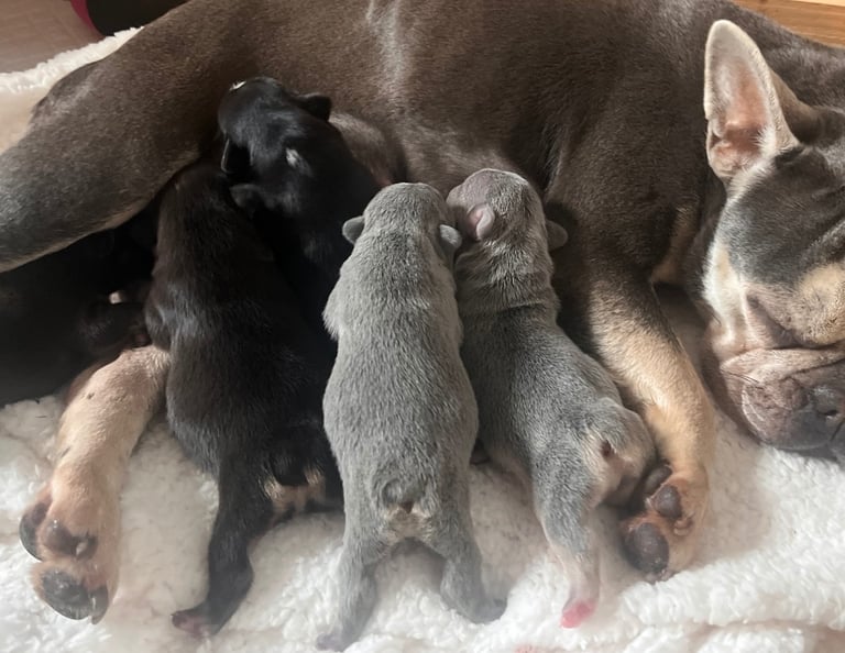 🩷FRENCHIE PUPS FOR SALE🩷
