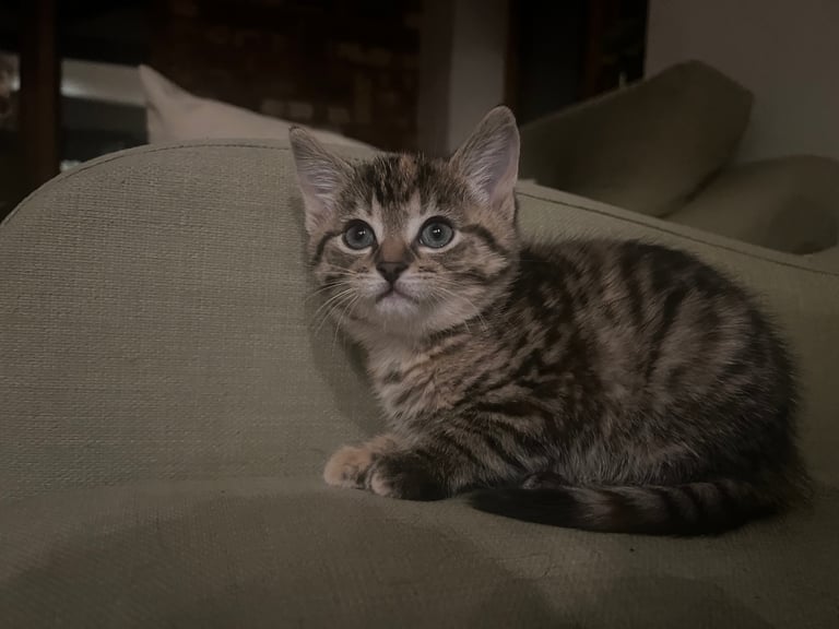 Kittens for Sale