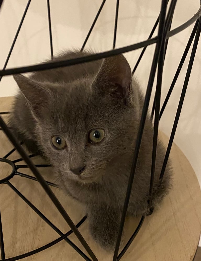 KITTENS 3 GIRLS READY NOW!!