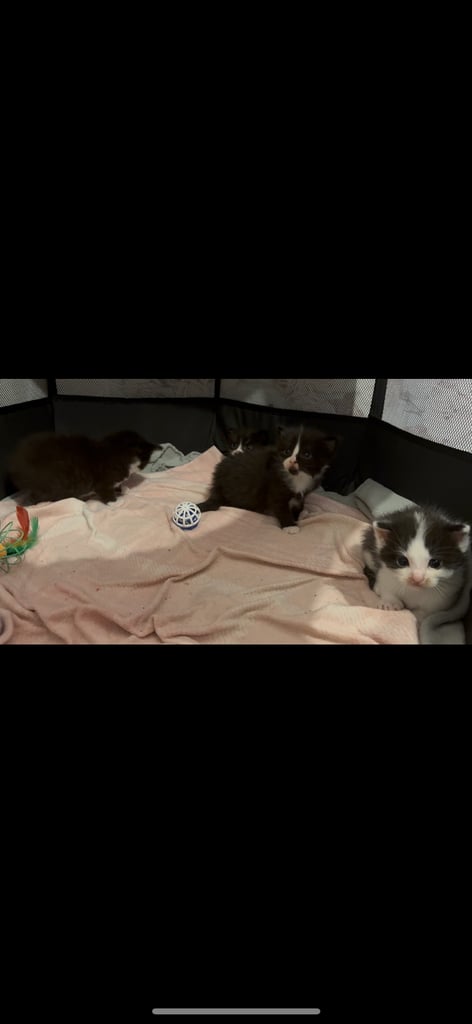 Kittens 