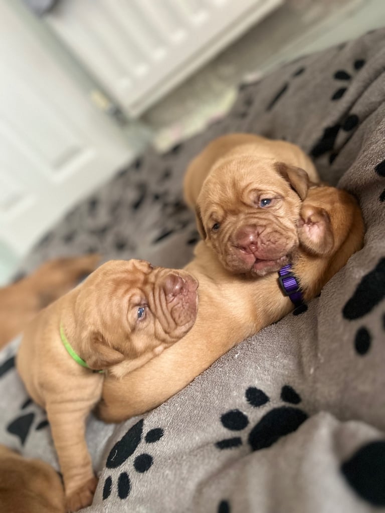 FULL KC PEDIGREE DOGUE DE BORDEAUX💗💙 