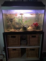 Fish, tanks, stand and equipment 