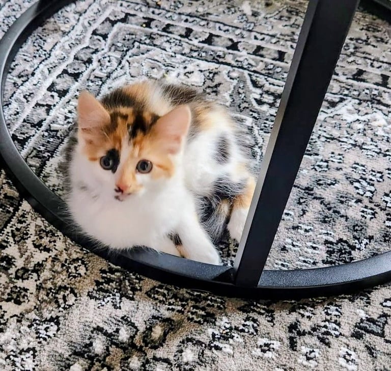 Adorable kittens looking for a new home!