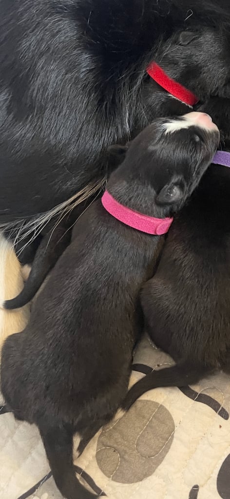 Borsky puppies !! SOLD SOLD !!