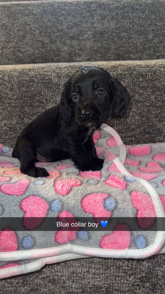 Cocker spaniel puppies 