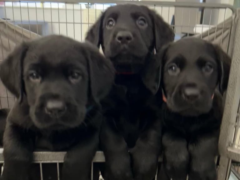 Labrador Puppies 