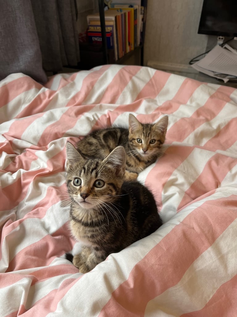 Quarter maincoone kittens 