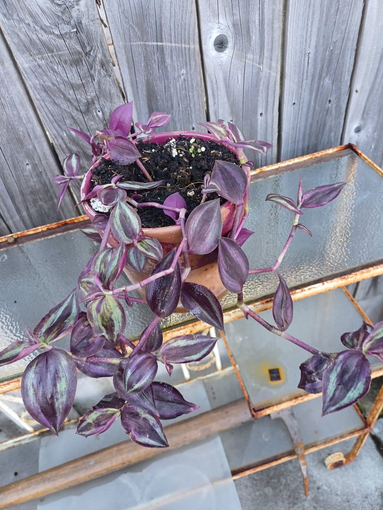 Tradescantia  Purple Passion.indoor Plant 