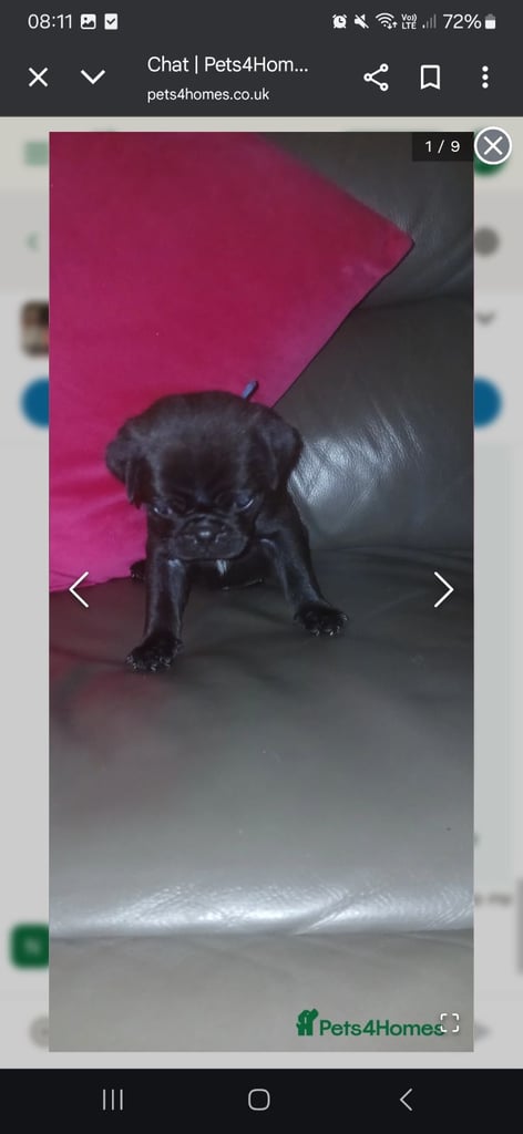 Pug puppies 