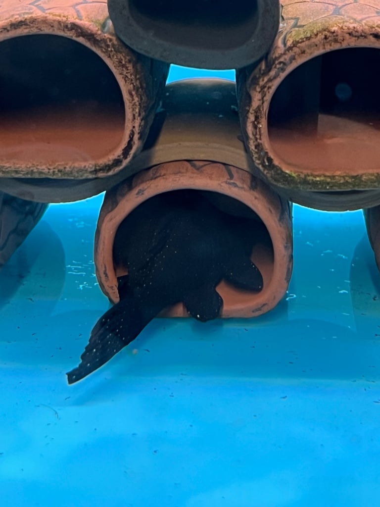 L181 Peppermint Pleco Breeding Group