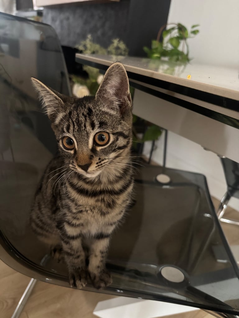 Beautiful mixed breed kittens 