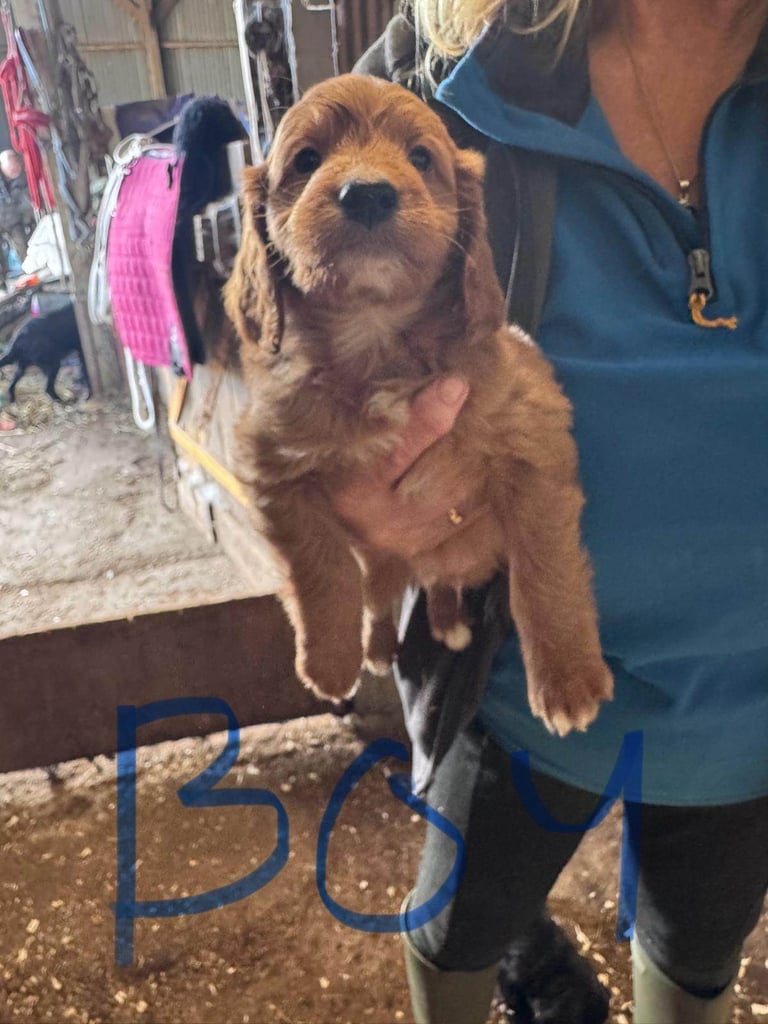 7 Cockapoo puppies