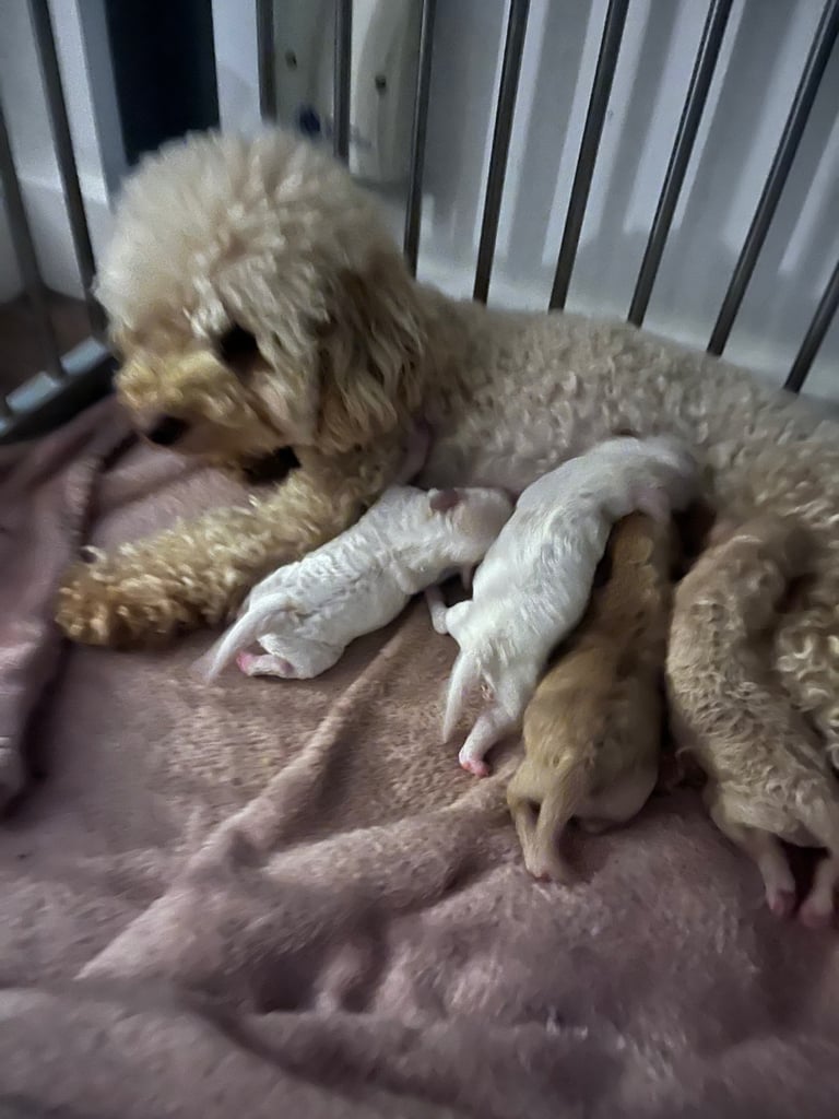 One  Beautiful Boy  Maltipoo pup available 💙