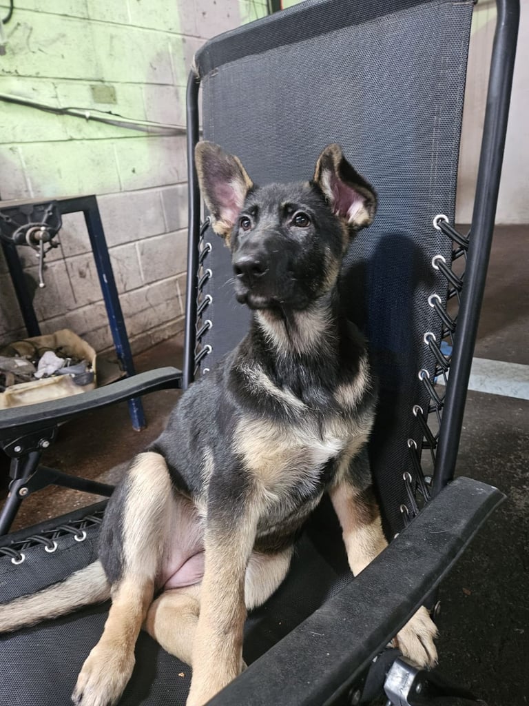 German Shephered puppies