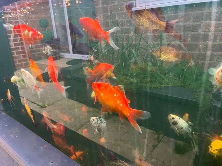 Goldfish & Rudd Job Lot £100, 100 Approx