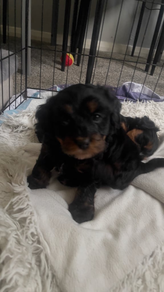 2 cute cockapoo x Maltese pups RESERVED 