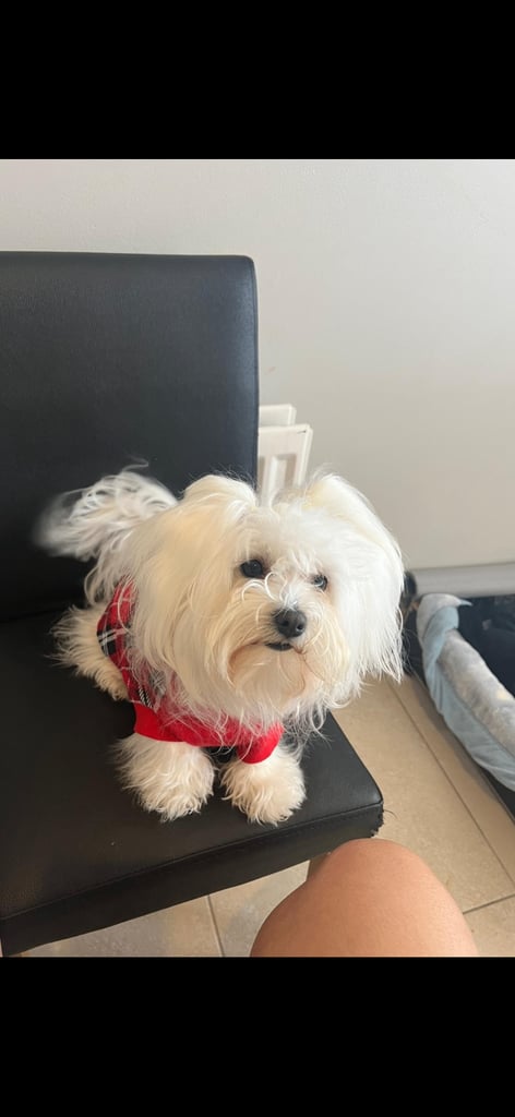 Kira beautiful Minitoy Maltese 