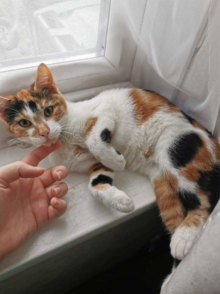 Sweet 4-Month-Old Calico Kitten Looking for a Loving Home 🐾