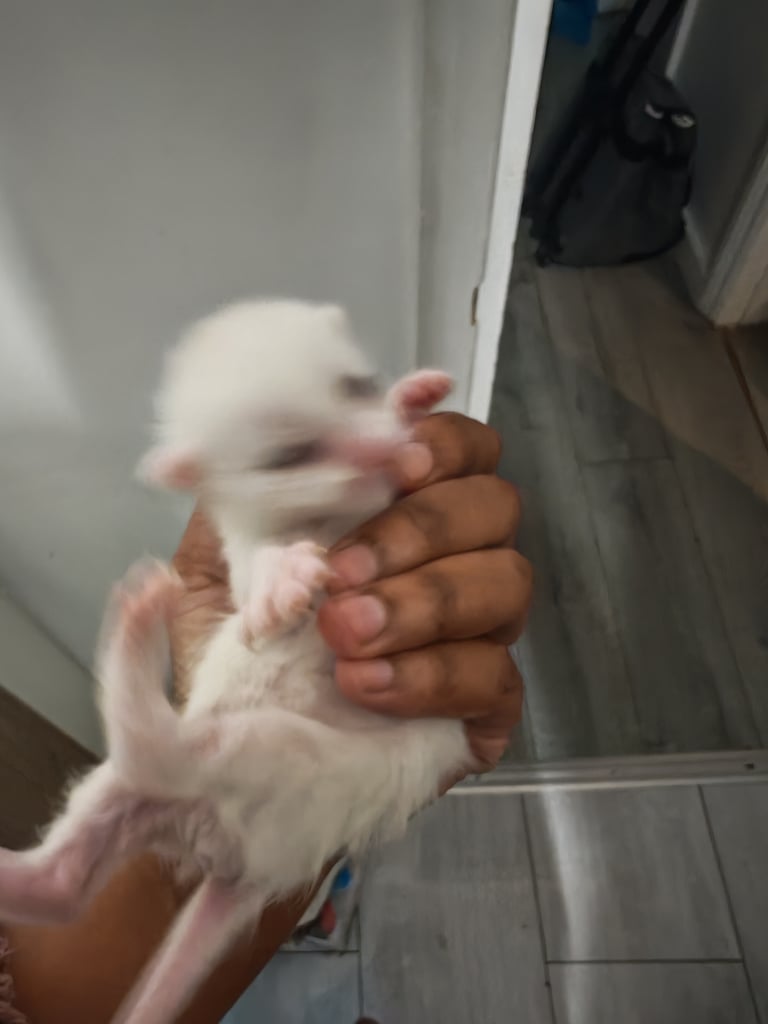 Black and white kittens for sale