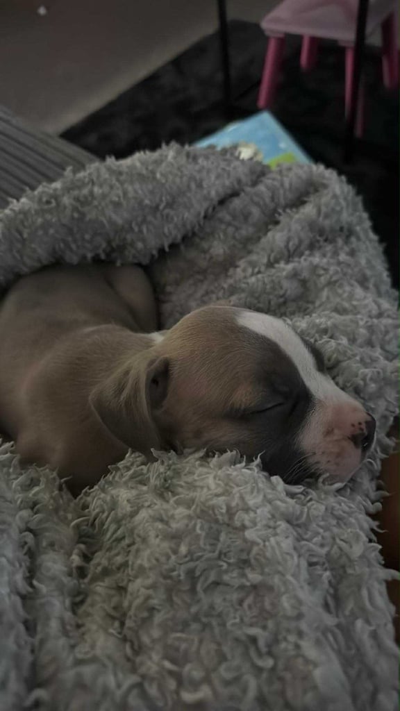 Staffy x frenchie 