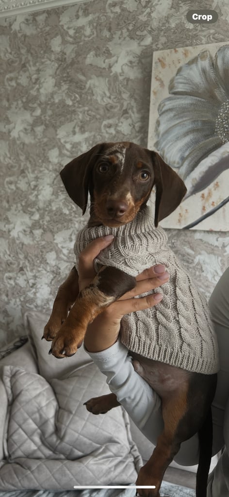 Boy miniature dachshund 