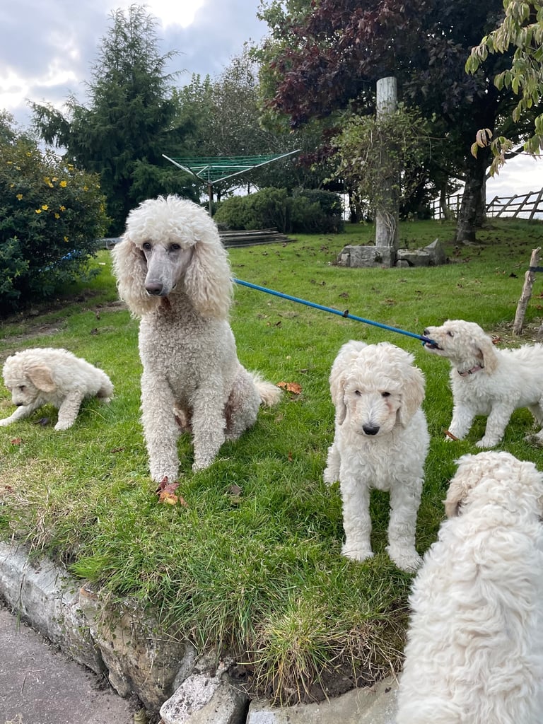 Standard poodle - update - last girl and 3 boys 