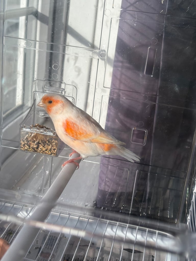 image for canary bird red mosaic