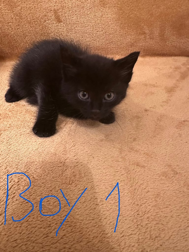 5 beautiful black kittens