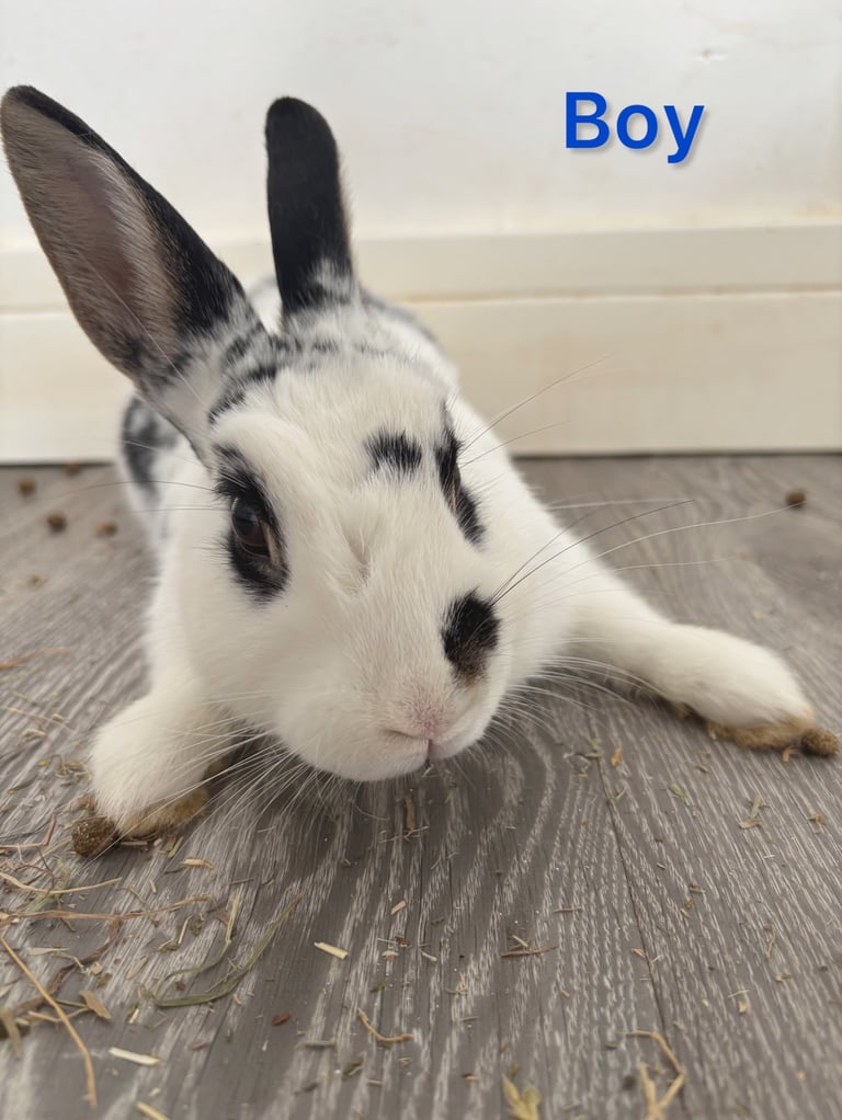 🐰Bunnies looking for new home🏡❤️❤️