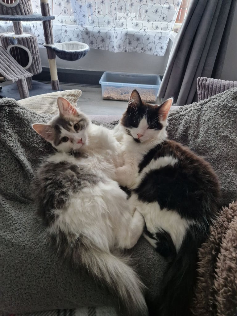 Kittens 