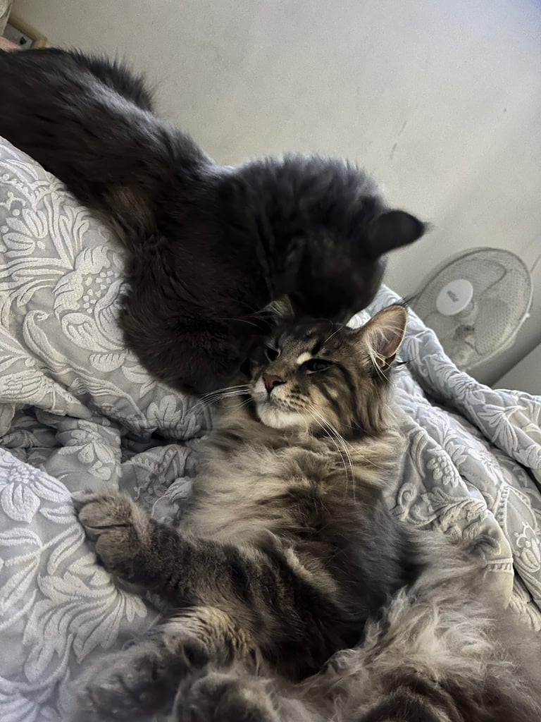 Smokey Blue/Grey Male Maine Coon – Affectionate & Child-Friendly