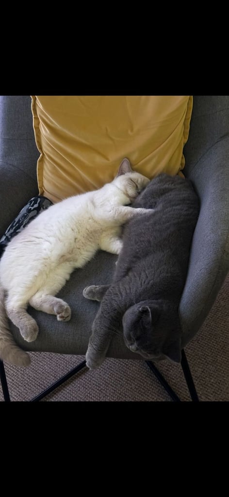Lovely Pair of British Shorthair Cats Looking for a New Loving Home (£600)