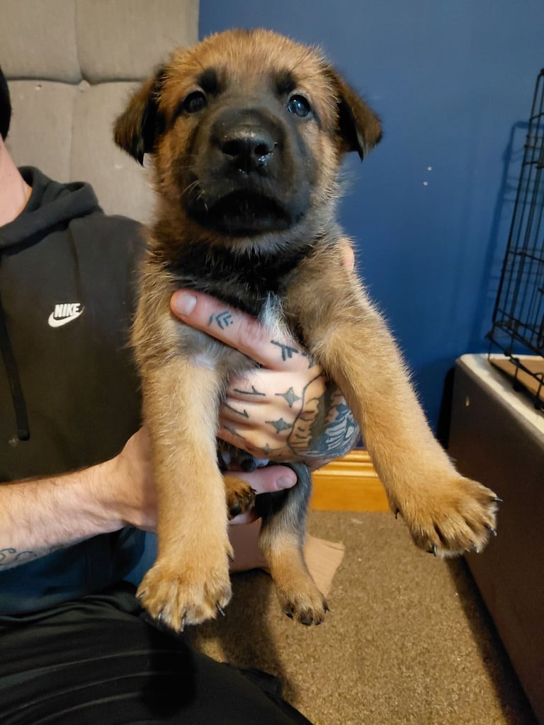 Belgain malinois only 2 Left