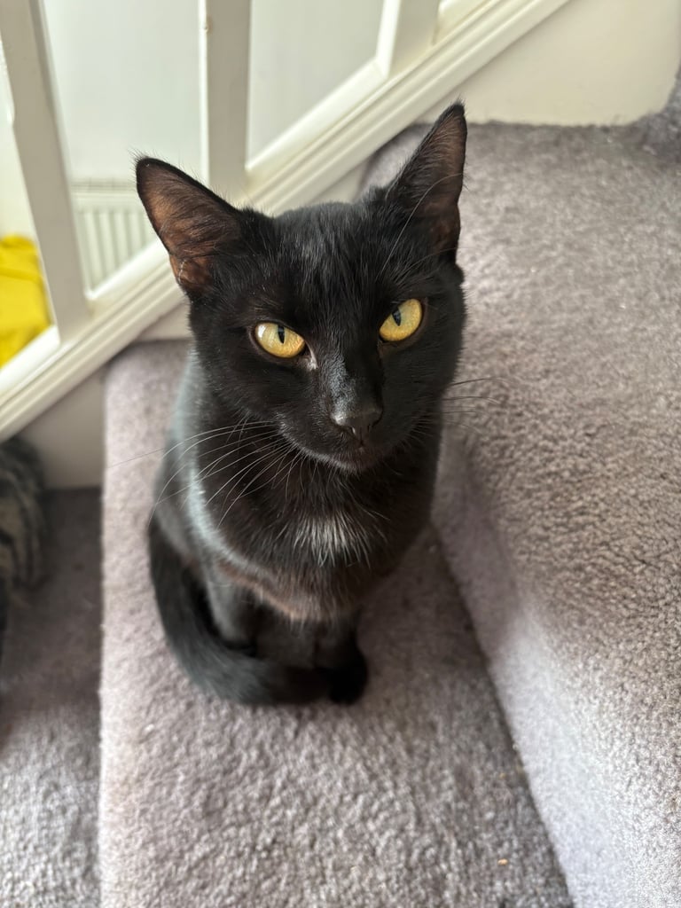 ***Lovely Cat*** £30