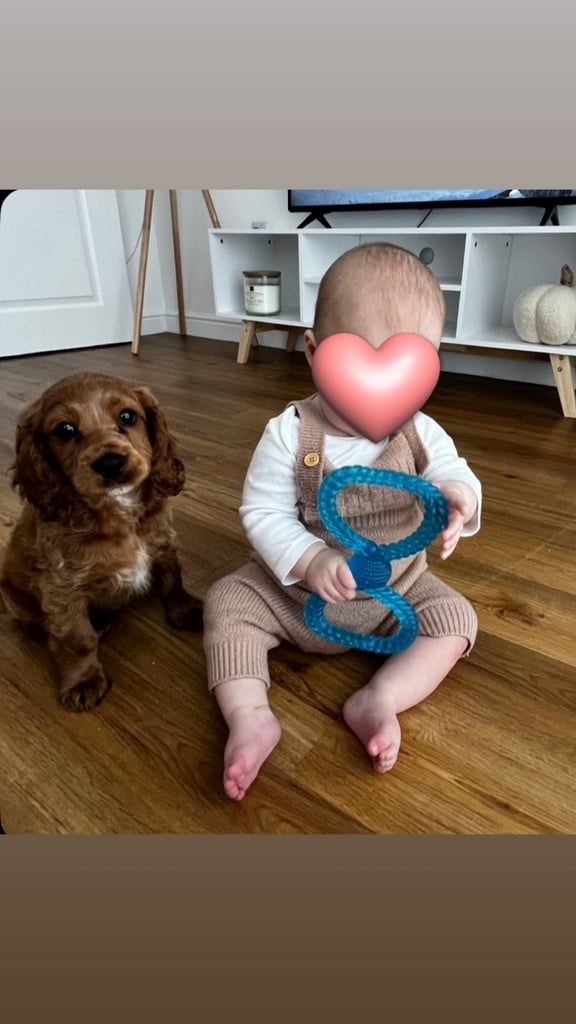 Rehome F1 Male Cavapoo Puppy.