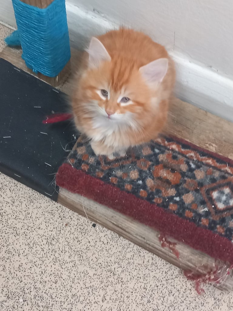 4 very beautiful,  adorable,  cute kittens for sale