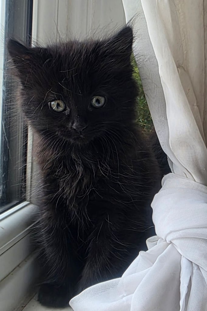 Beautiful Fluffy Kitten