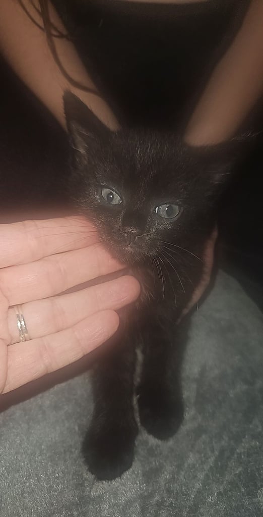Black kittens for sale 