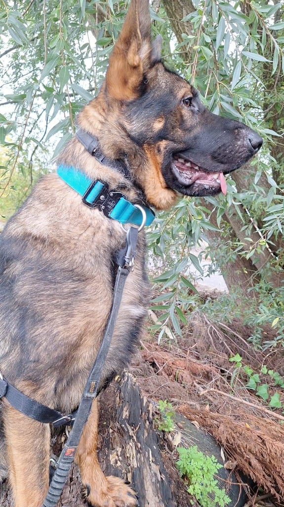 17 months old German shepherd boy for sale 