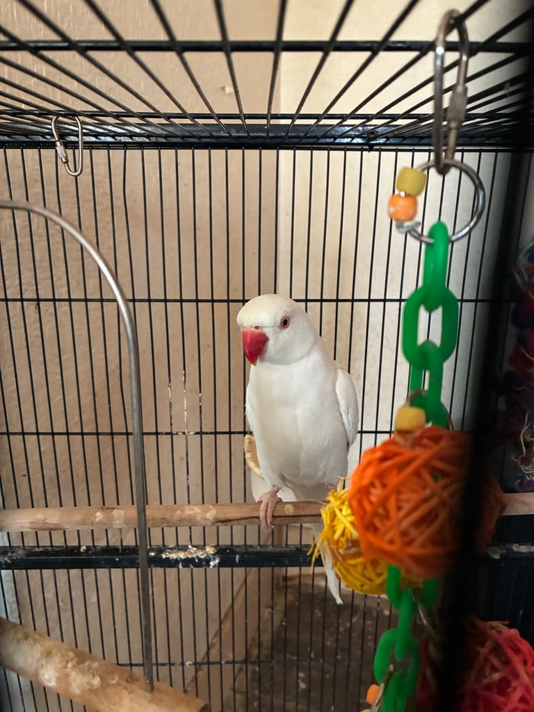 Birds and cages for sale 