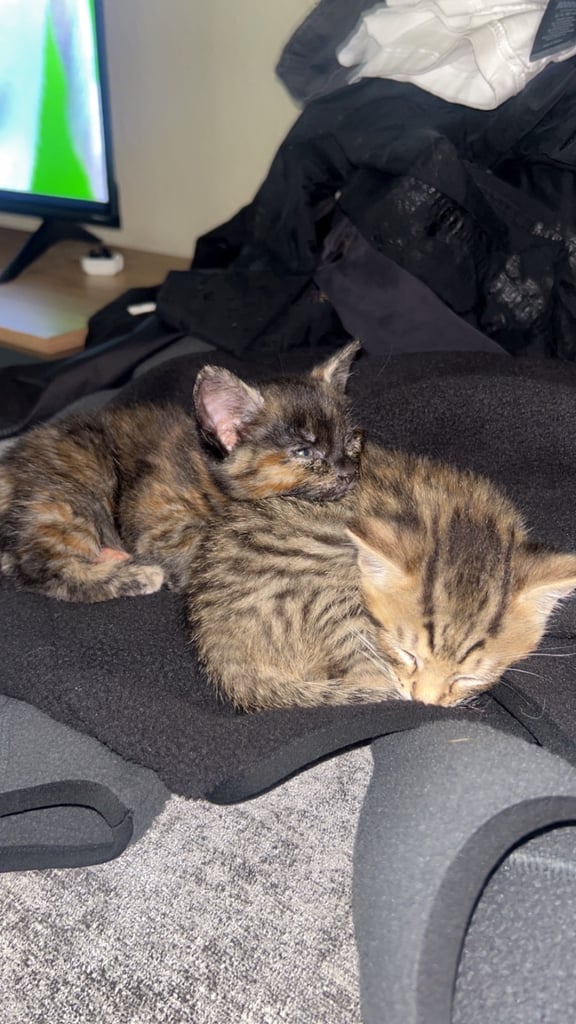 4 kittens 
