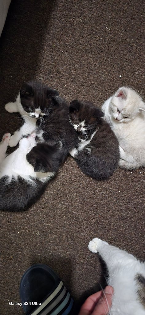 Gourgeous kittens for sale.