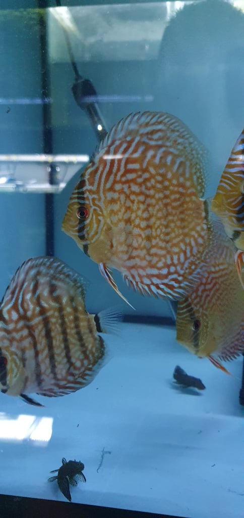 Discus fish 