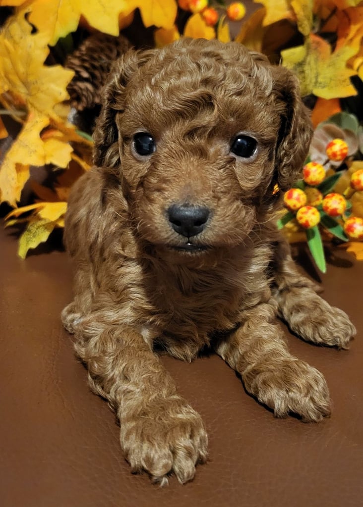 Golden and Red F1b cockapoo pups 