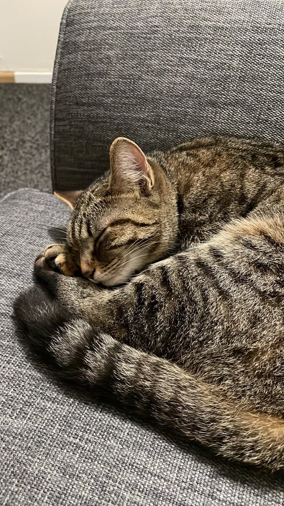 Female tabby for sale 