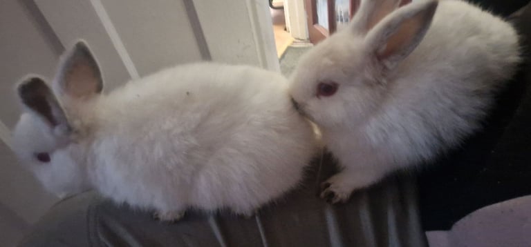 X 2 pure white bunnies £30