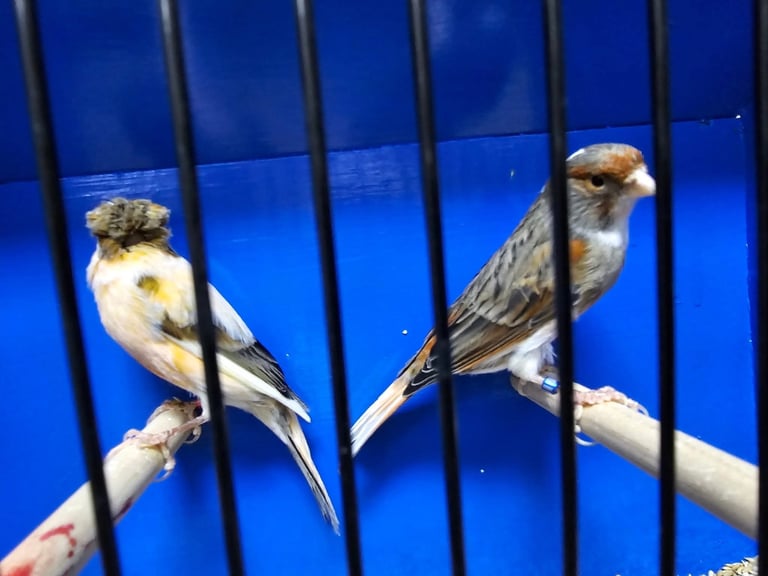 Colour canaries birds 